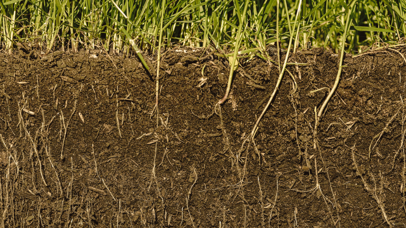 Soil: What We Don’t See Is Shaping Everything Above It