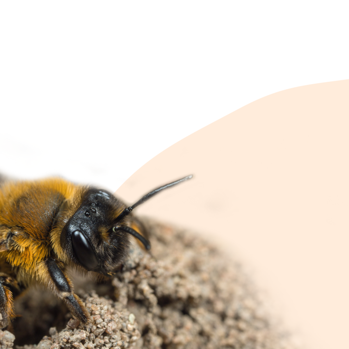 Unravelling the Hidden Links between Soils and Pollinators Unravelling the Hidden Links between Soils and Pollinators