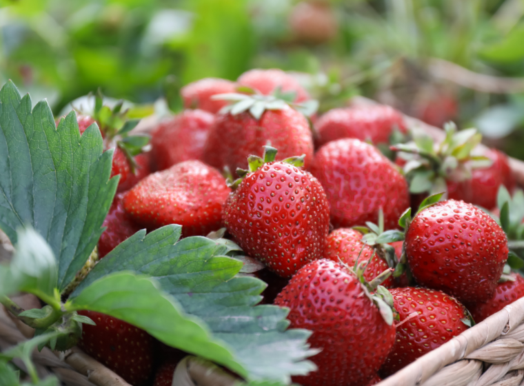 Translating Genetic Diversity Into Agricultural Innovation Translating Genetic Diversity Into Agricultural Innovation
