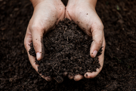 Healthy Soils, Sustainable Tomorrow