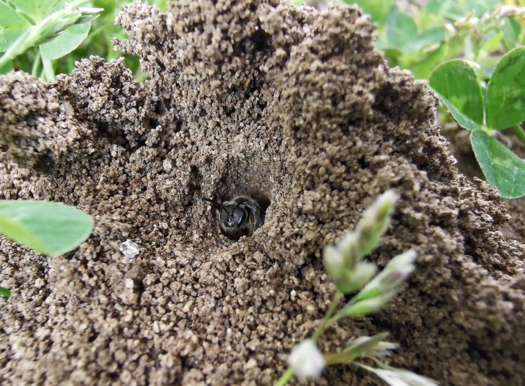 Soil-Pollinators: Understand, Manage, Protect Soil-Pollinators: Understand, Manage, Protect