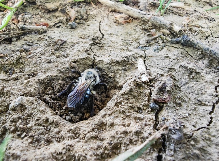 Understanding Soil-Pollinator Relationships Understanding Soil-Pollinator Relationships